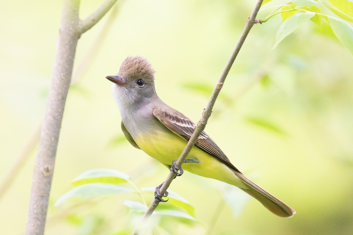 Great Crested Flycatcher - ML619013781