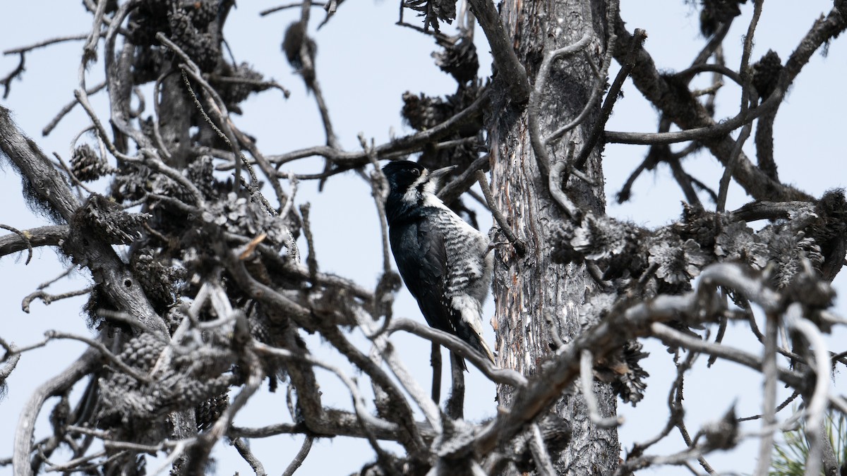 Black-backed Woodpecker - ML619013791