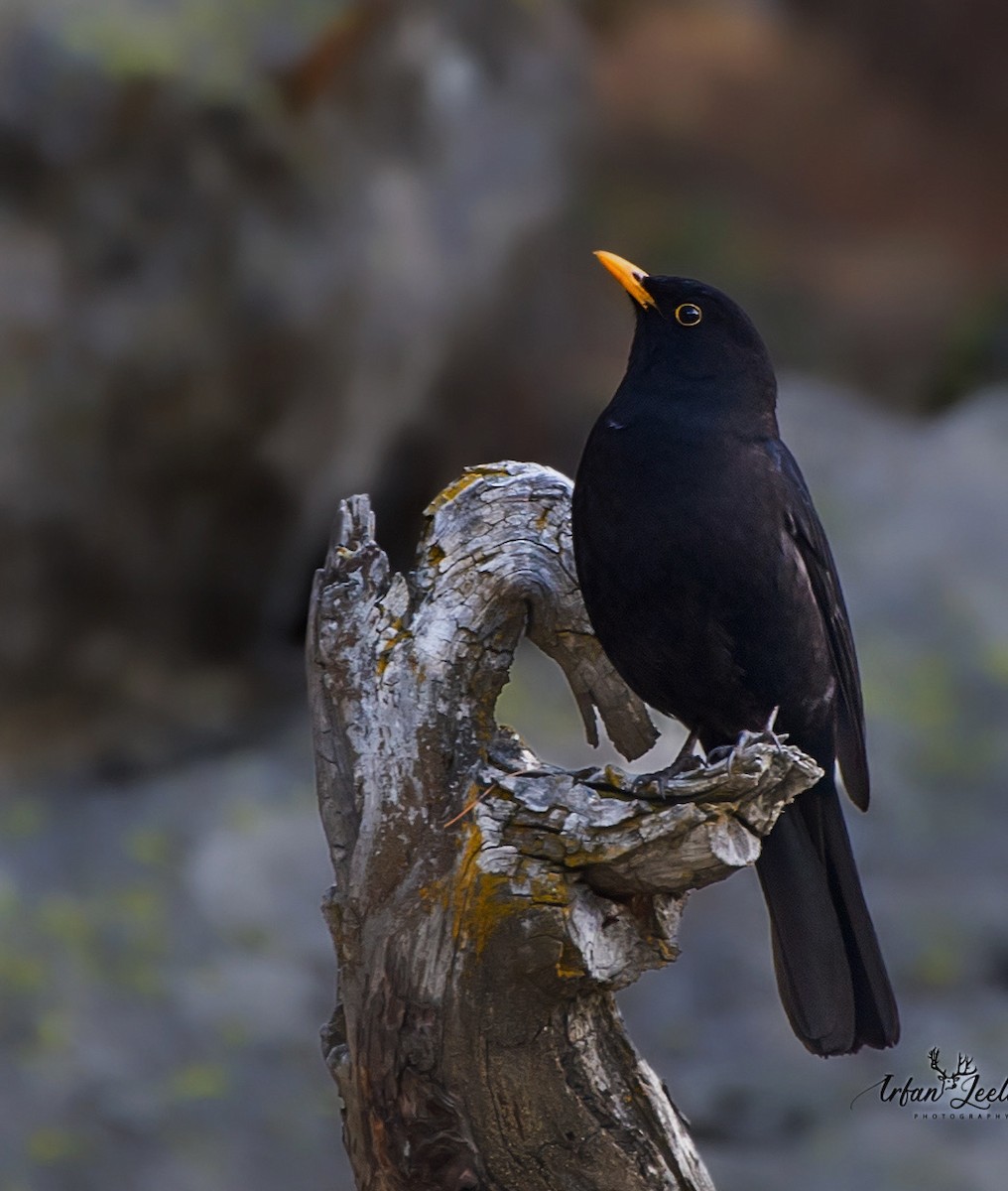 Tibetan Blackbird - Irfan  Jeelani