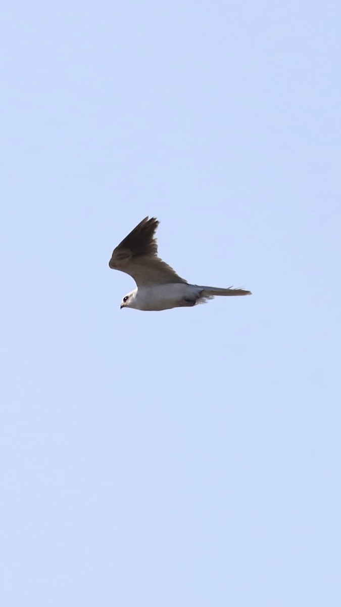 White-tailed Kite - ML619013793