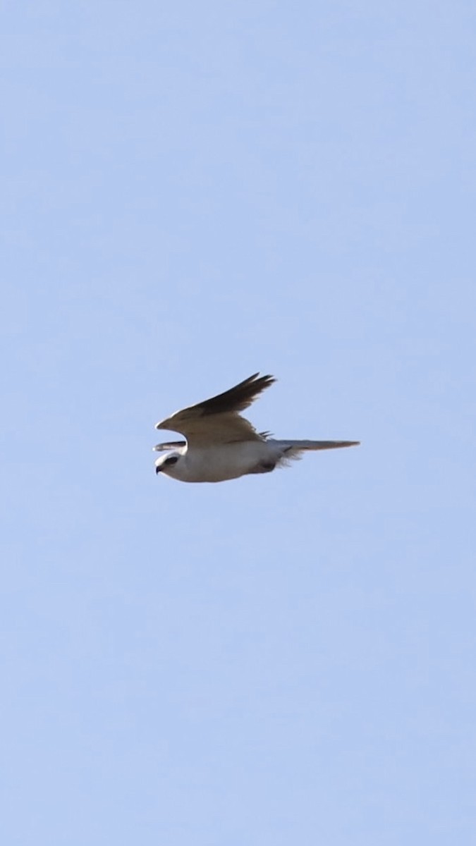White-tailed Kite - ML619013794