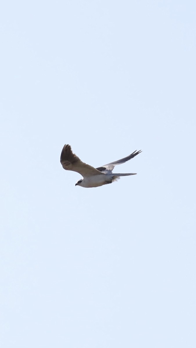 White-tailed Kite - ML619013795