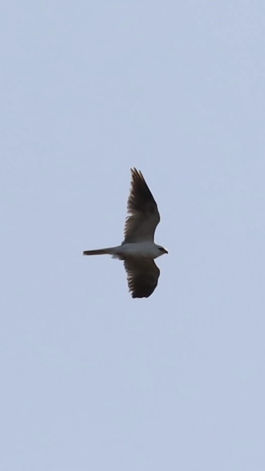 White-tailed Kite - ML619013796