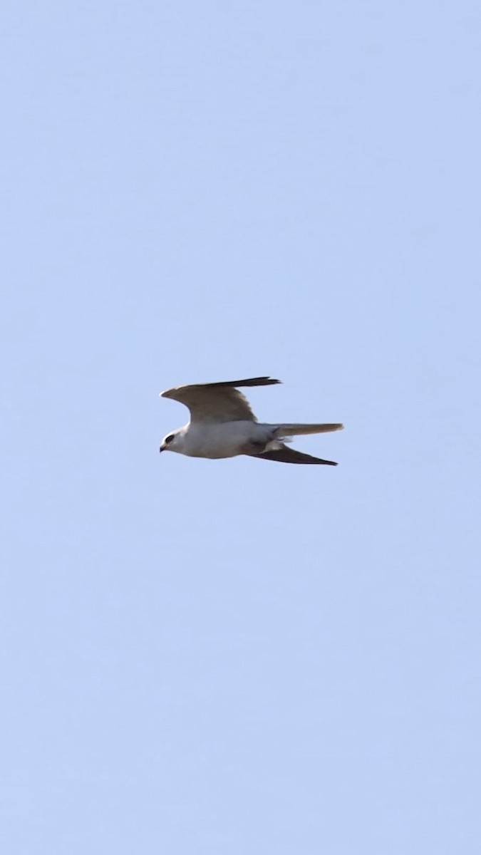 White-tailed Kite - ML619013797