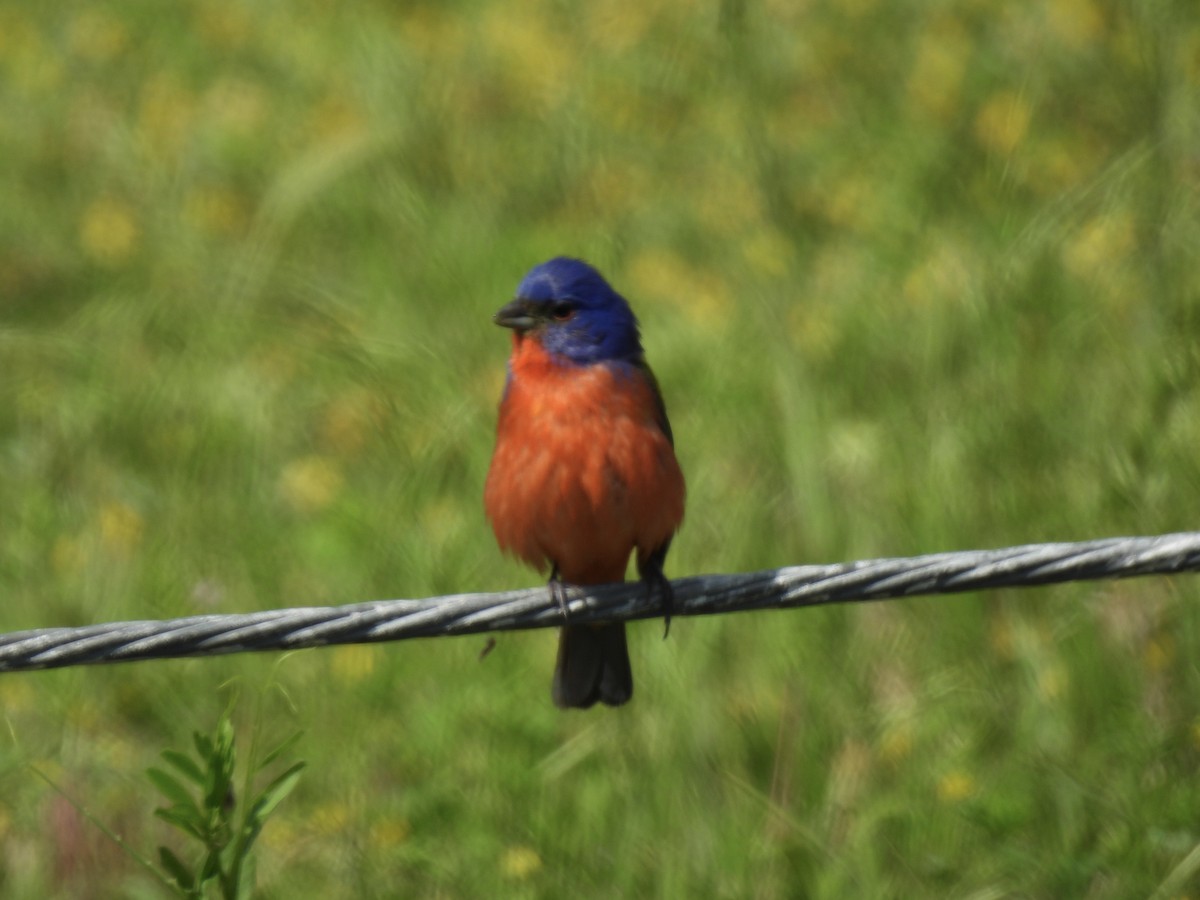 Painted Bunting - ML619013803
