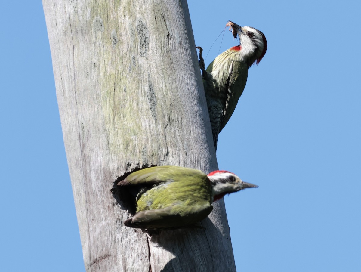 Cuban Green Woodpecker - ML619013805