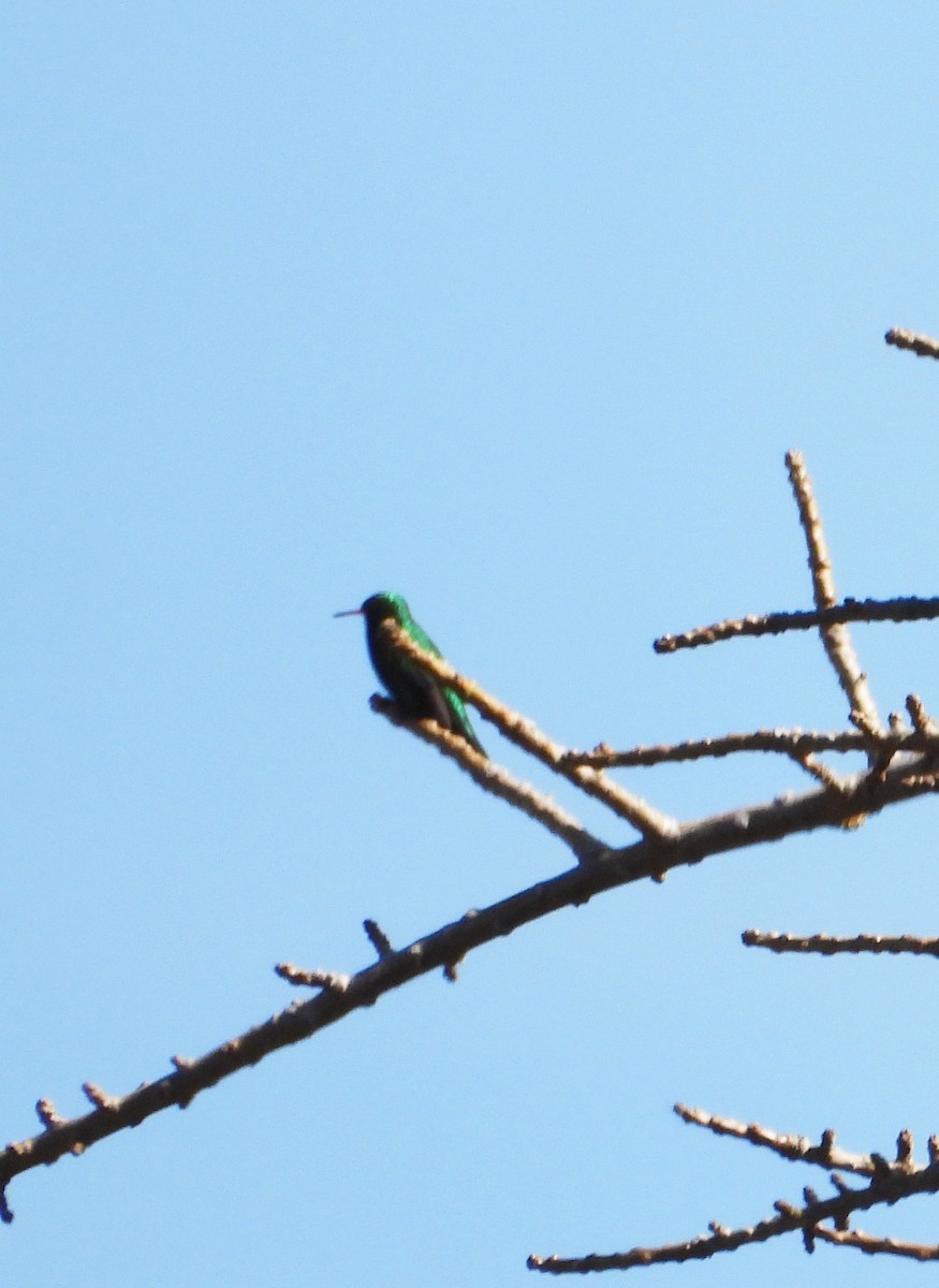 kolibřík lesklobřichý - ML619013815
