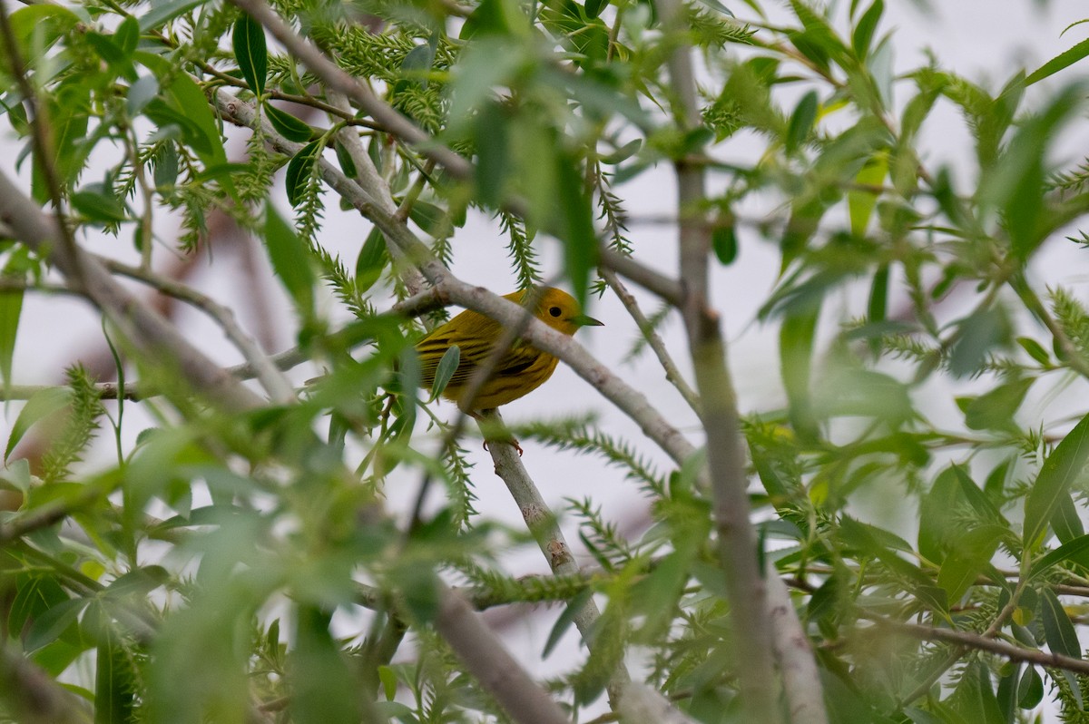 Yellow Warbler - ML619013816