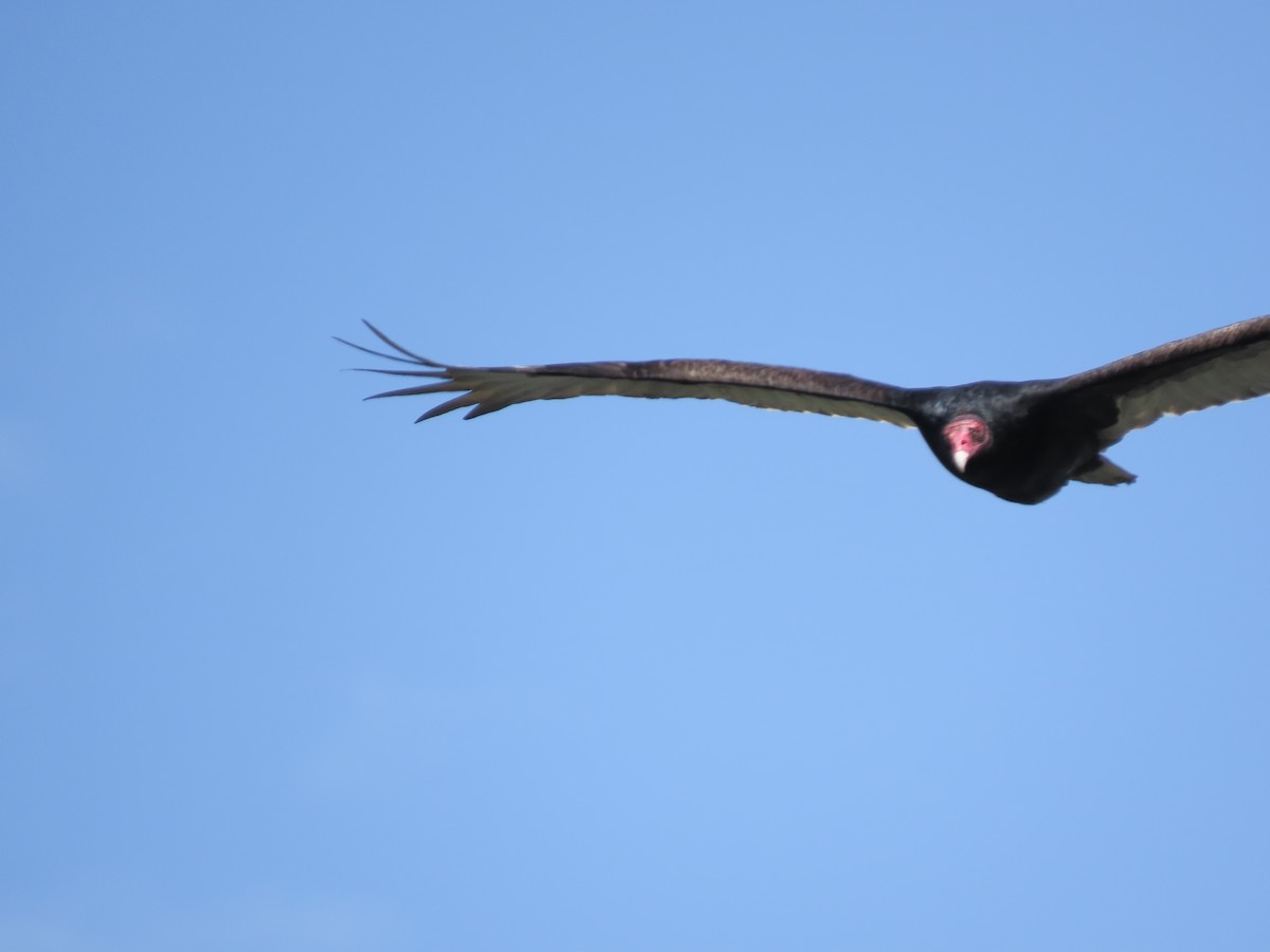 Turkey Vulture - ML619013819