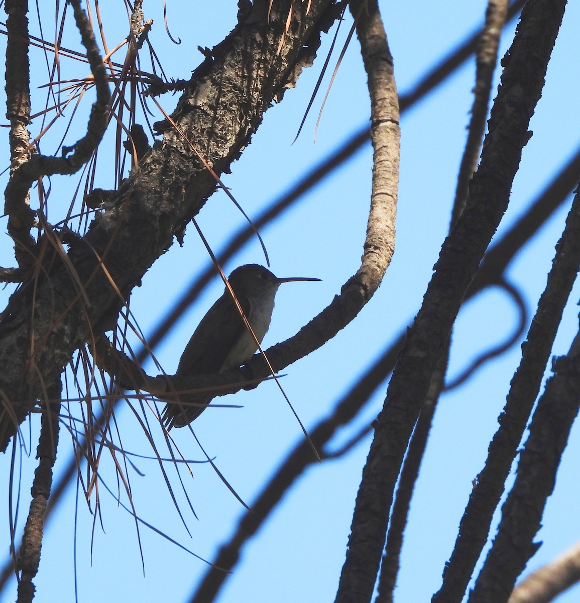 kolibřík bělobřichý - ML619013828