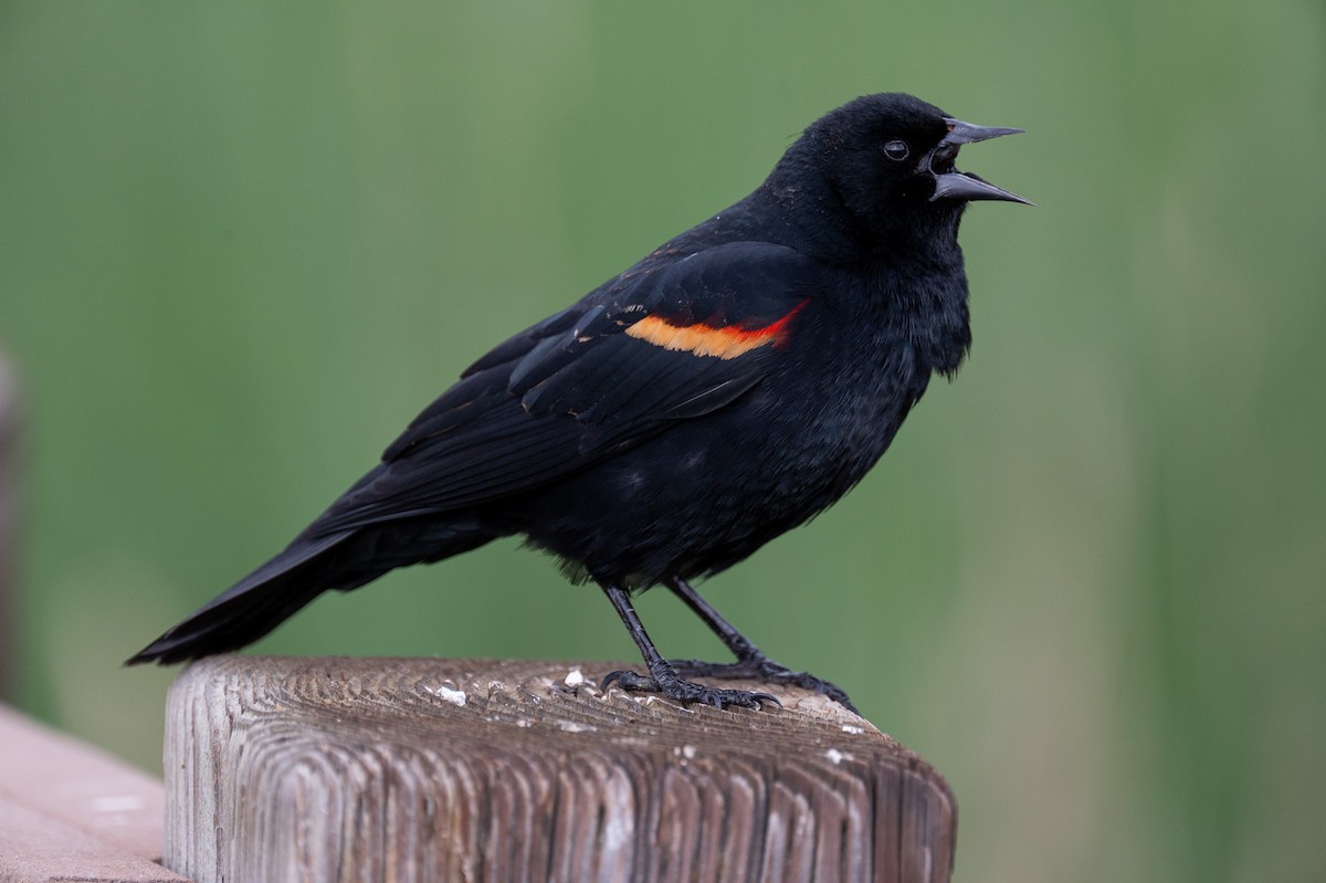 Red-winged Blackbird - Isaac Boardman