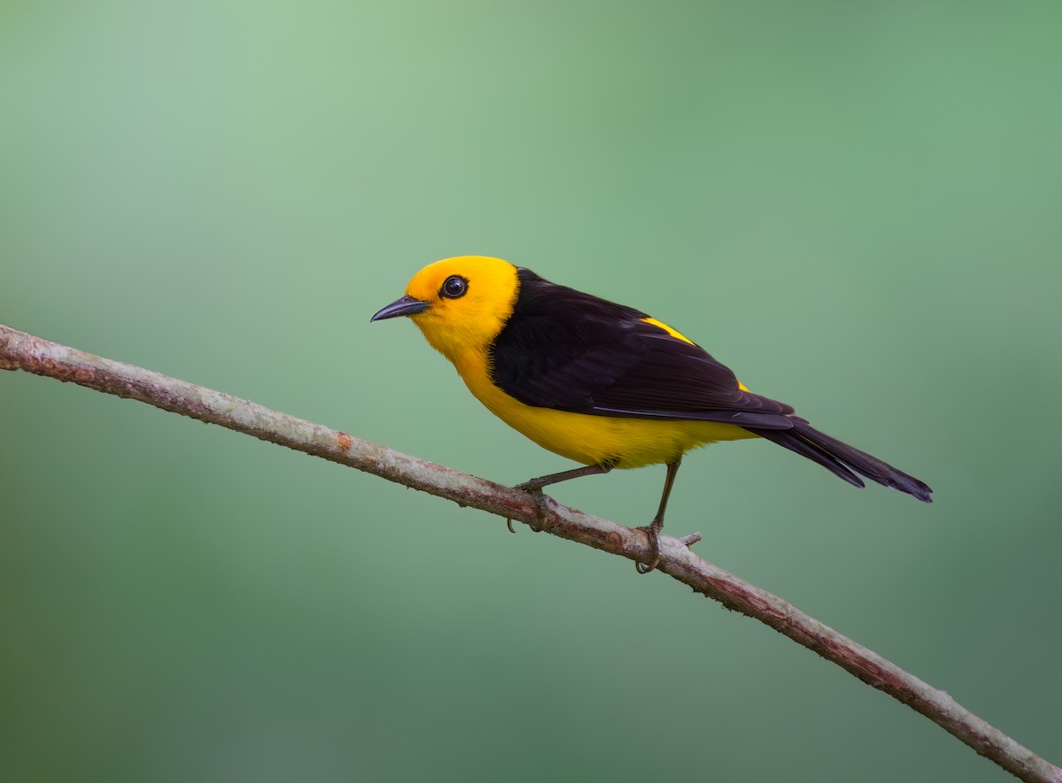 Black-and-yellow Tanager - ML619013842