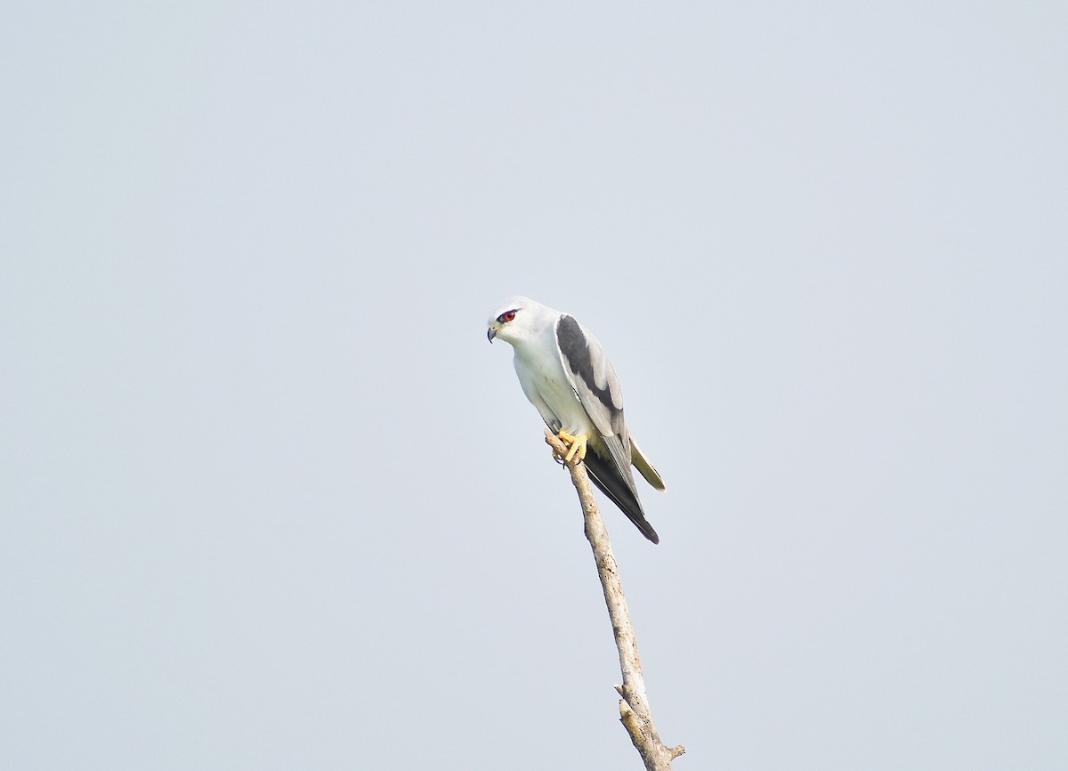 Black-winged Kite - Anand Birdlife