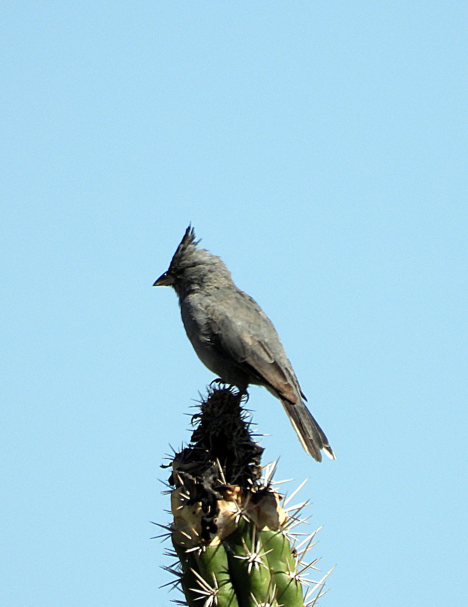 Gray-crested Finch - ML619013872