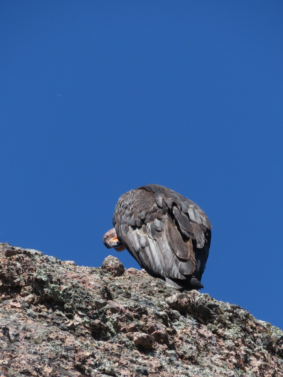 Condor de Californie - ML619013878