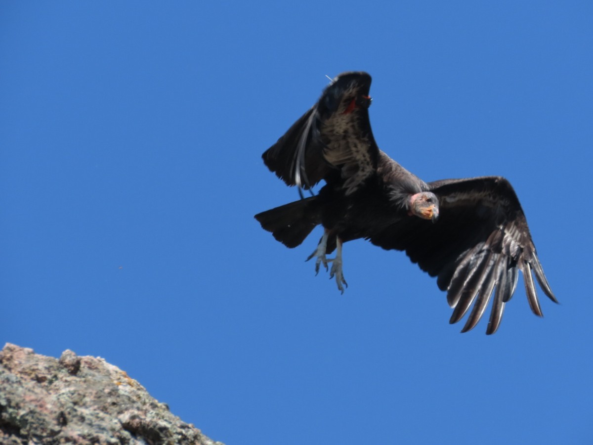 Condor de Californie - ML619013879