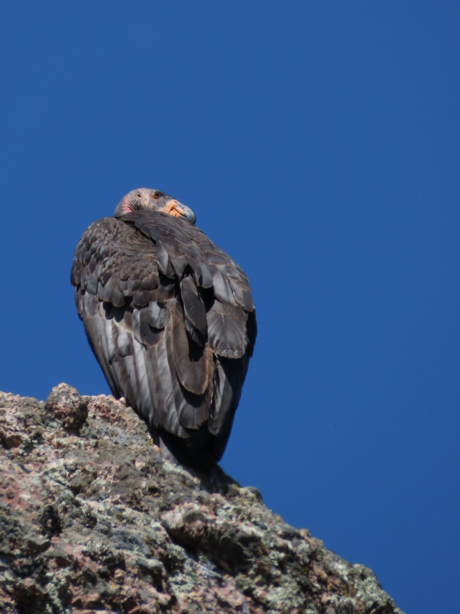 Condor de Californie - ML619013881