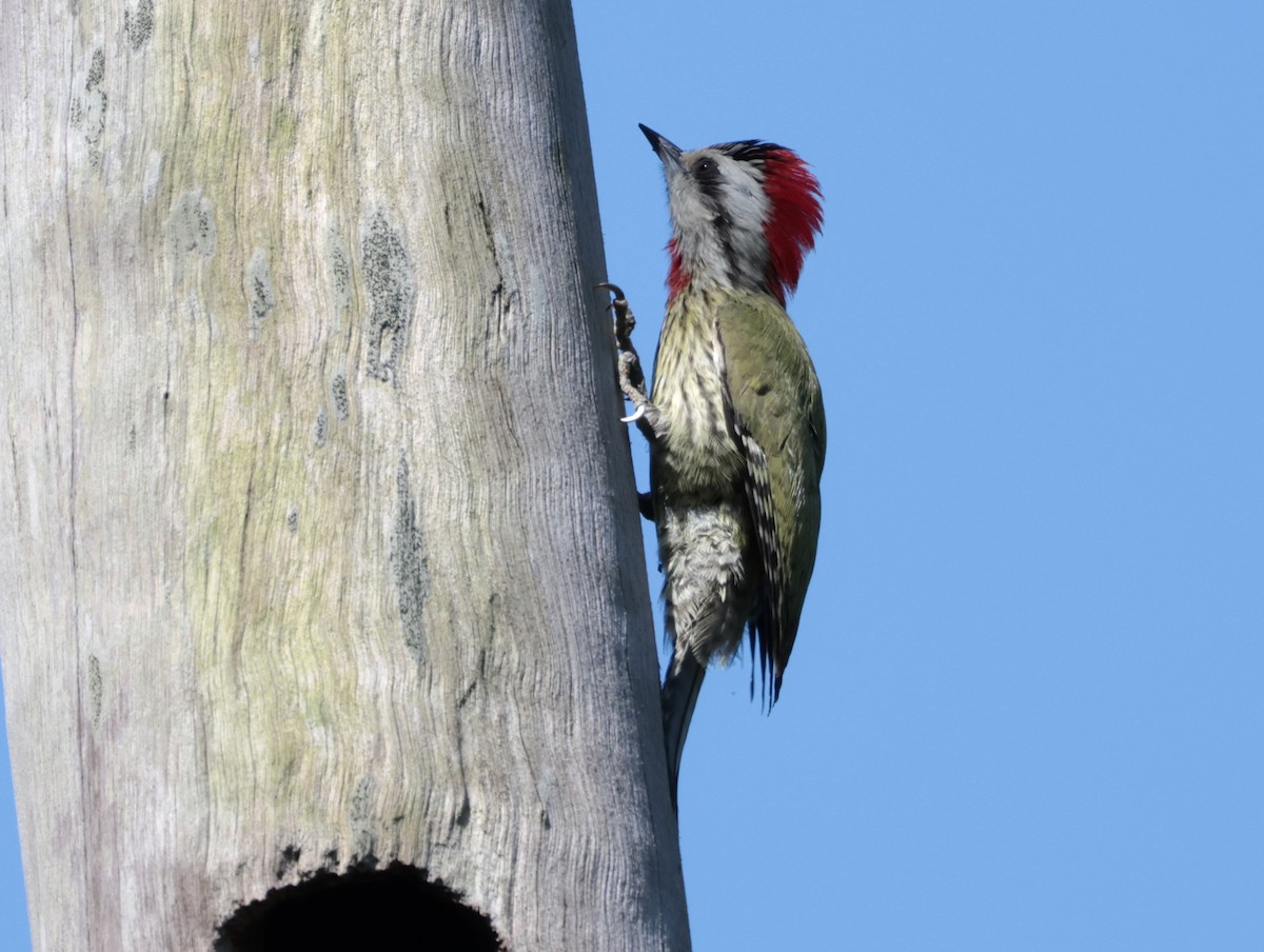 Cuban Green Woodpecker - ML619013892