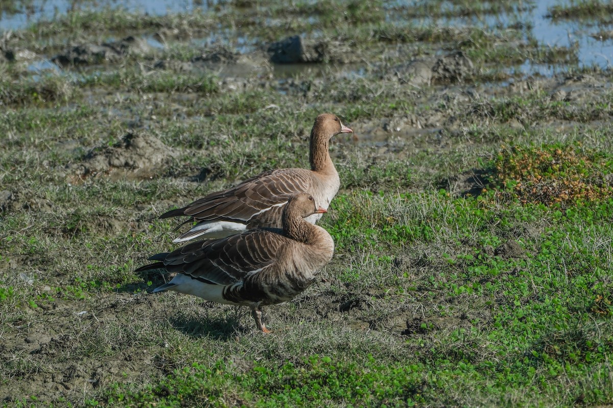 Greater White-fronted Goose - Oscar Vazquez