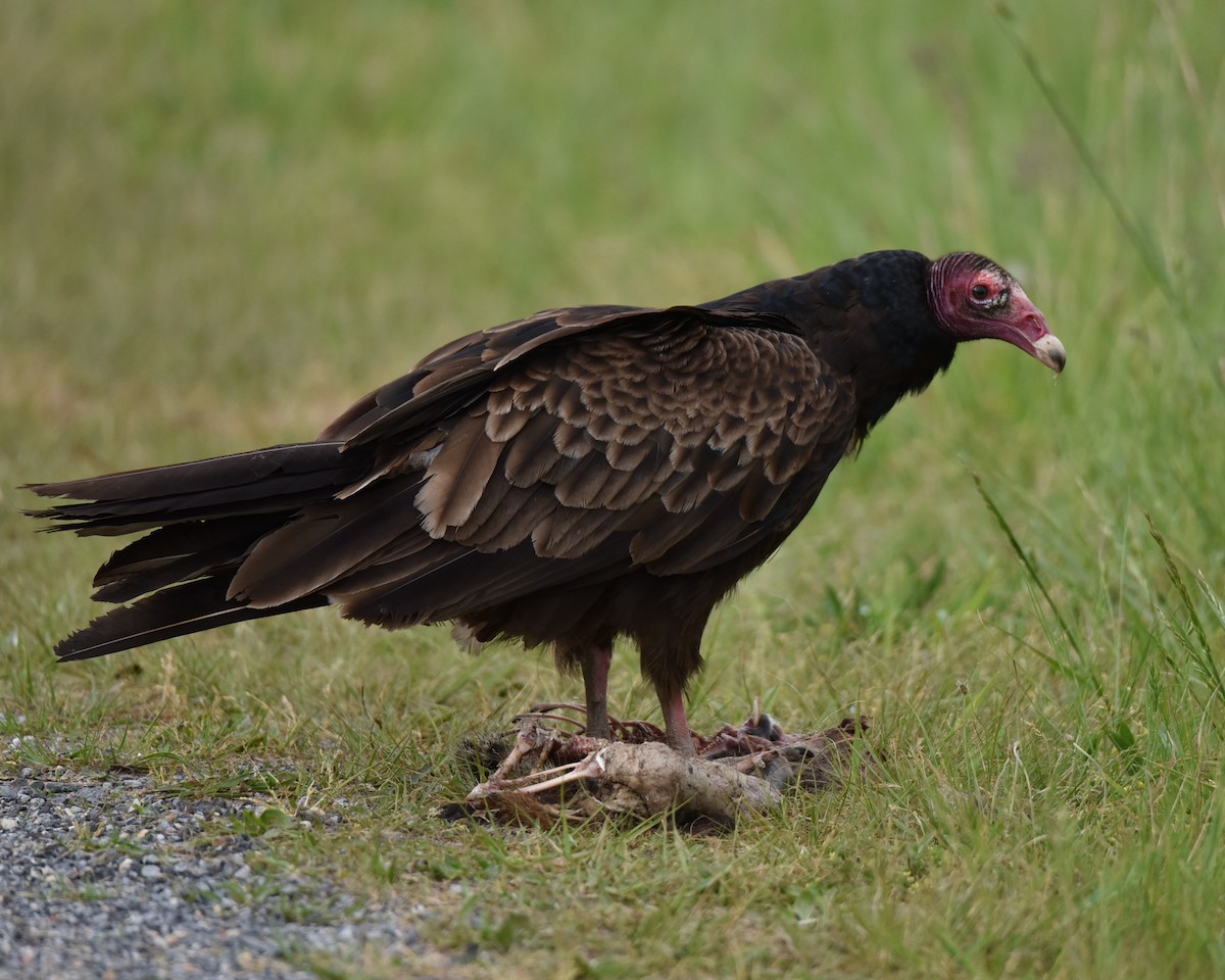 Turkey Vulture - Lynn Kohler