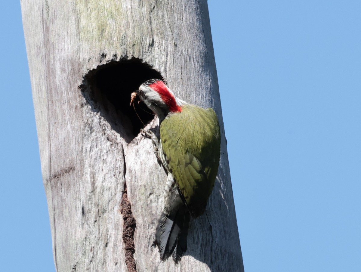Cuban Green Woodpecker - ML619013934