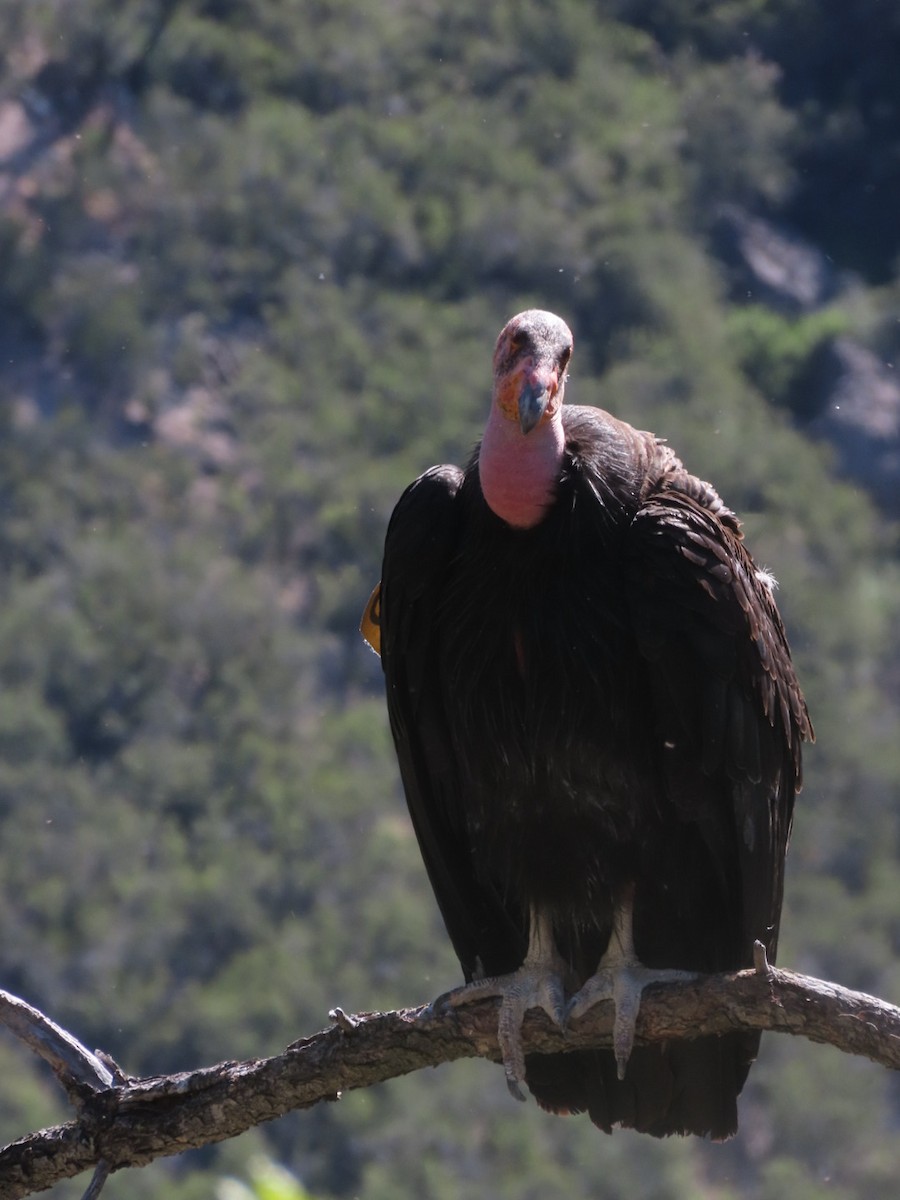 Condor de Californie - ML619013947