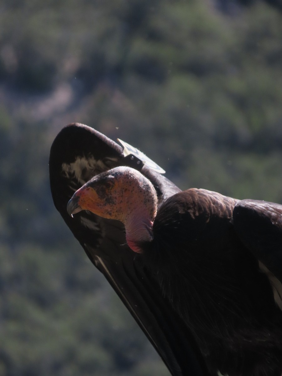 California Condor - ML619013948