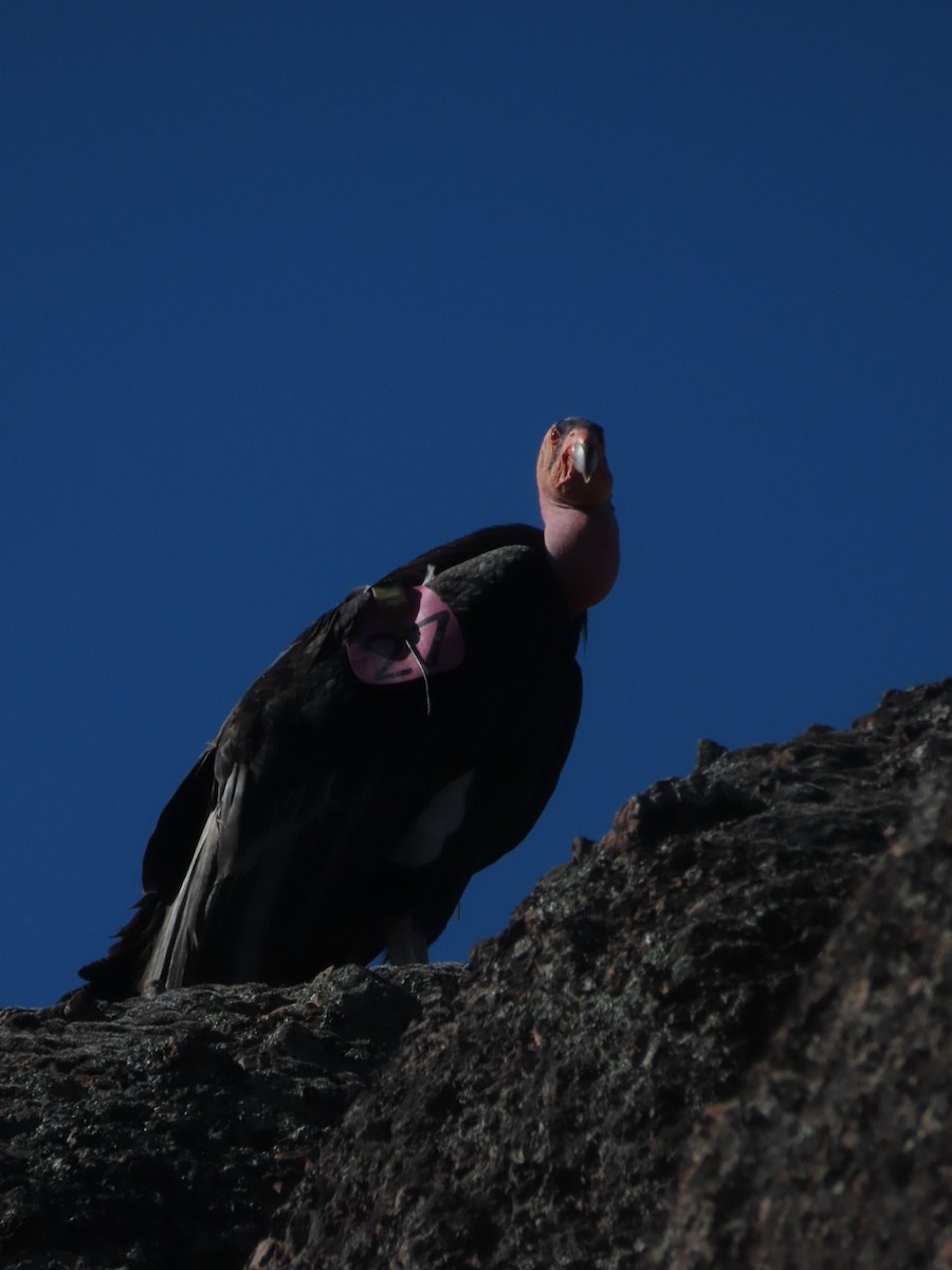 Condor de Californie - ML619013949