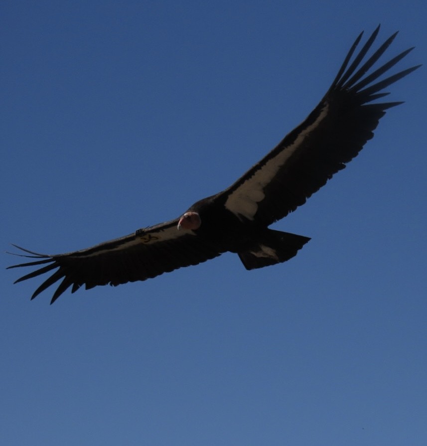 Condor de Californie - ML619013950