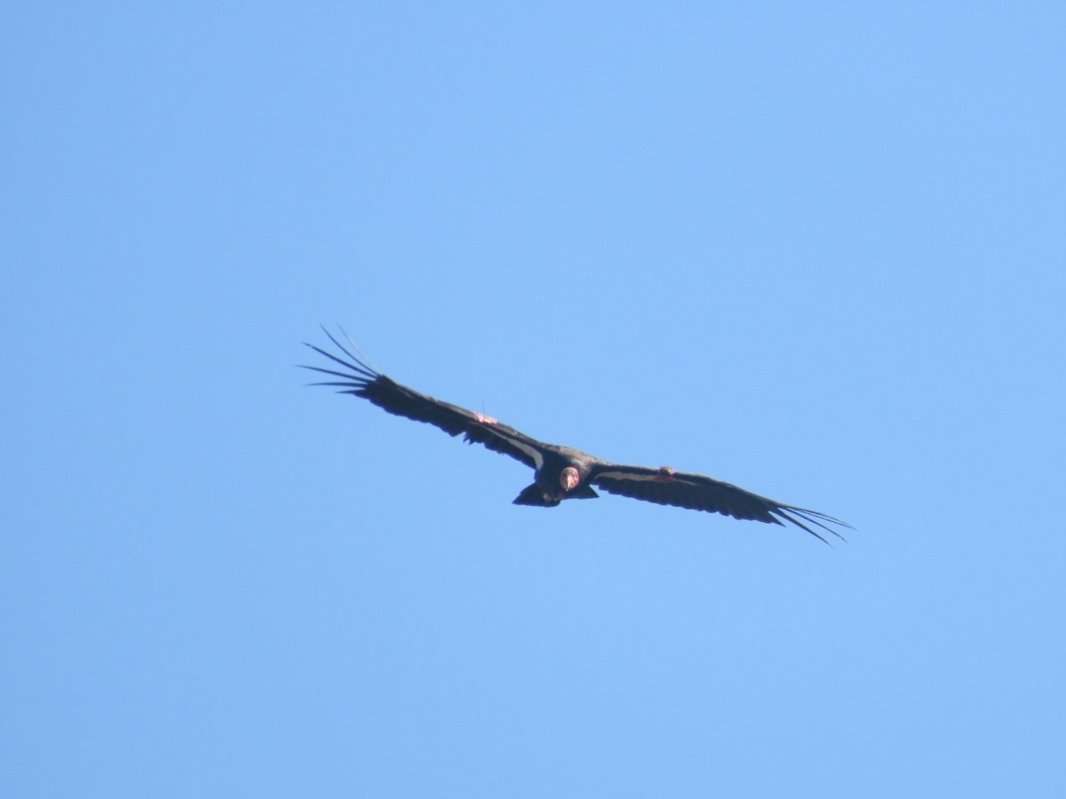 California Condor - ML619013952