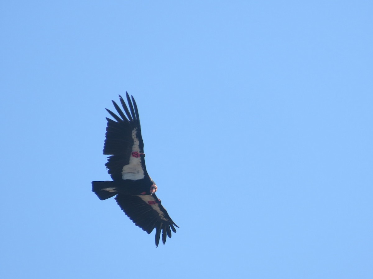 Condor de Californie - ML619013953