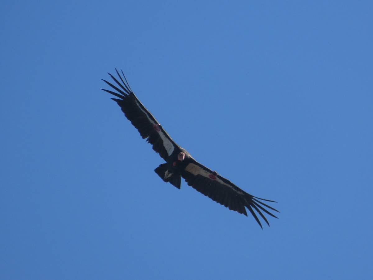 Condor de Californie - ML619013954