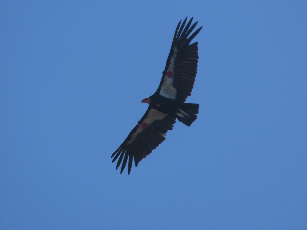Condor de Californie - ML619013955