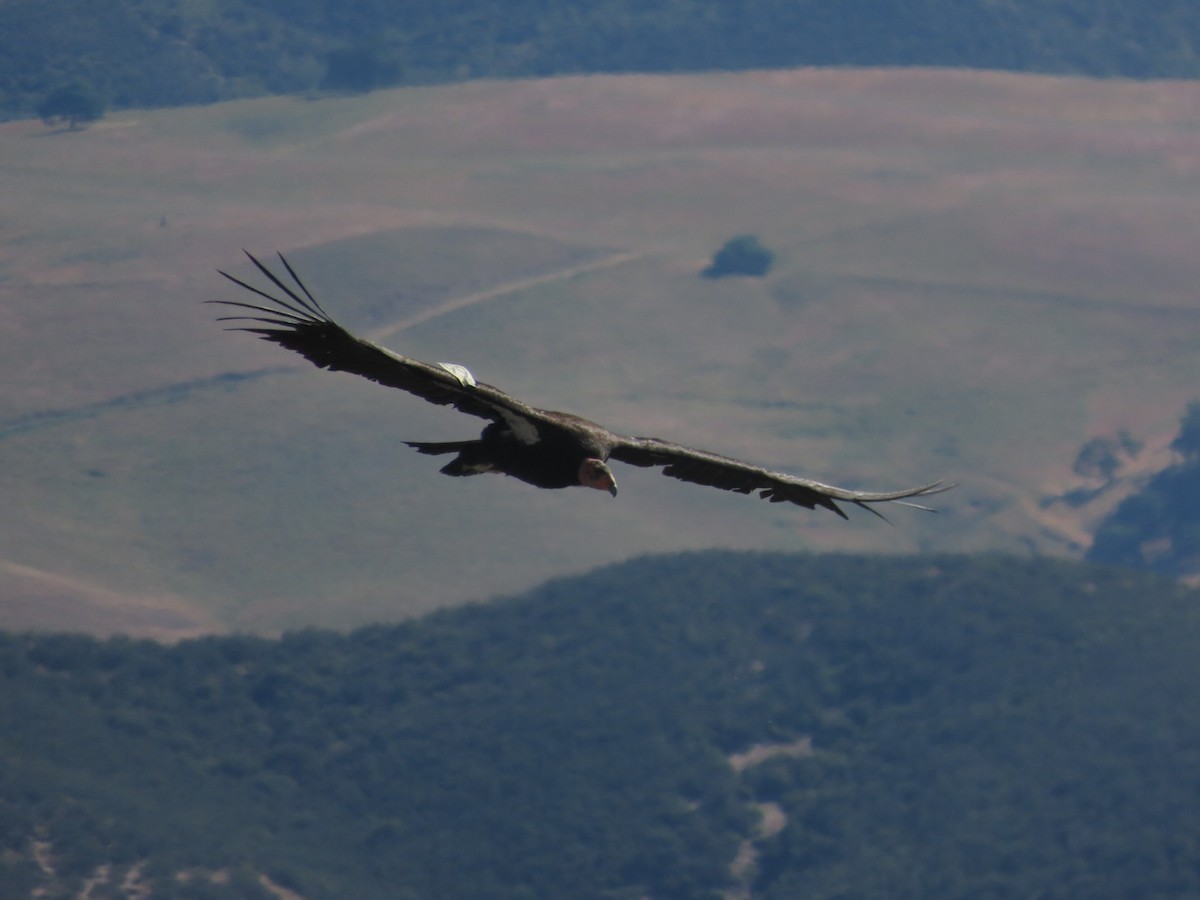 Condor de Californie - ML619013956