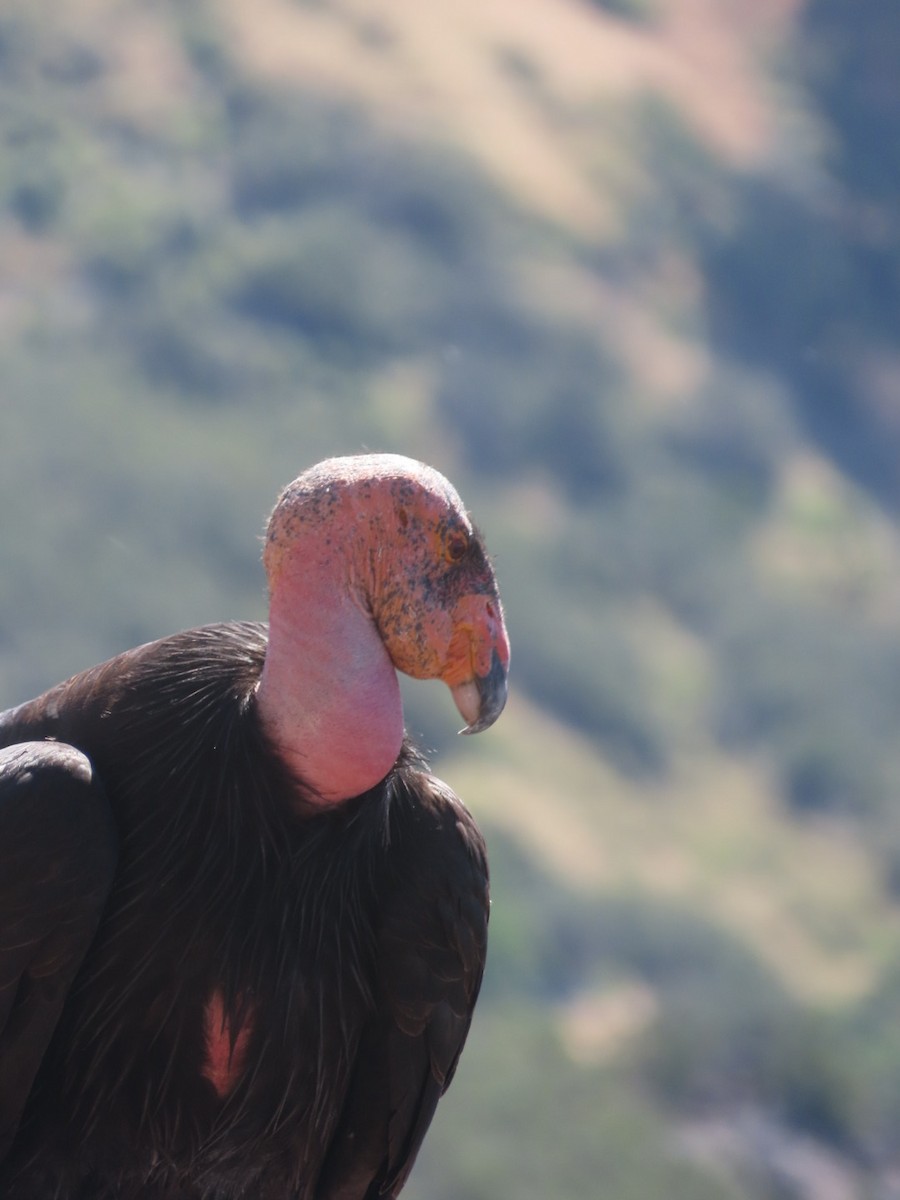 Condor de Californie - ML619013958
