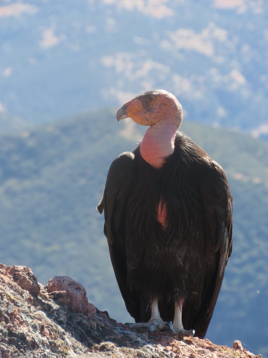 Condor de Californie - ML619013959