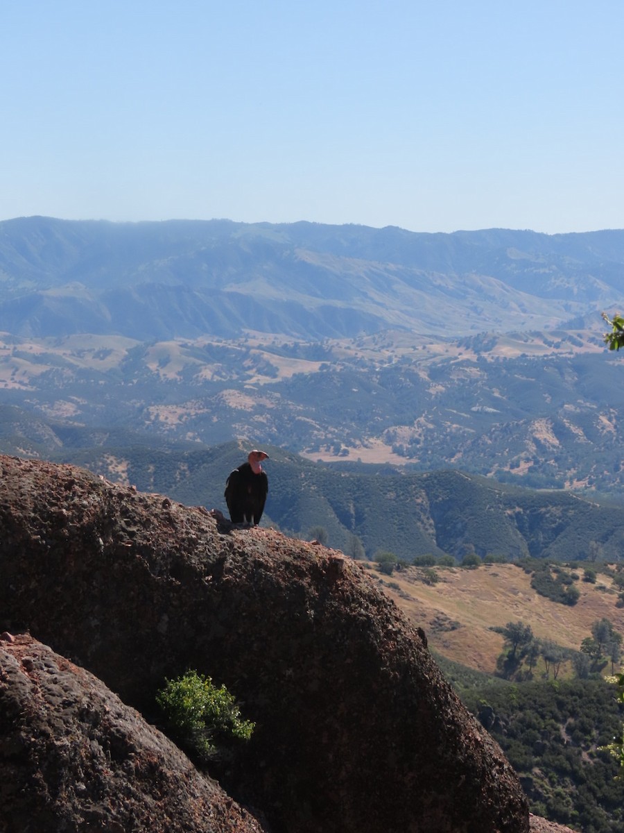 Condor de Californie - ML619013960