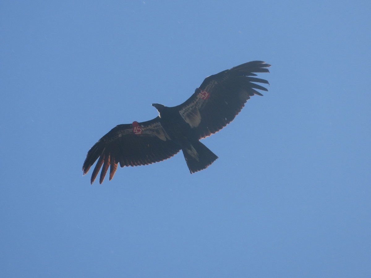 Condor de Californie - ML619013961