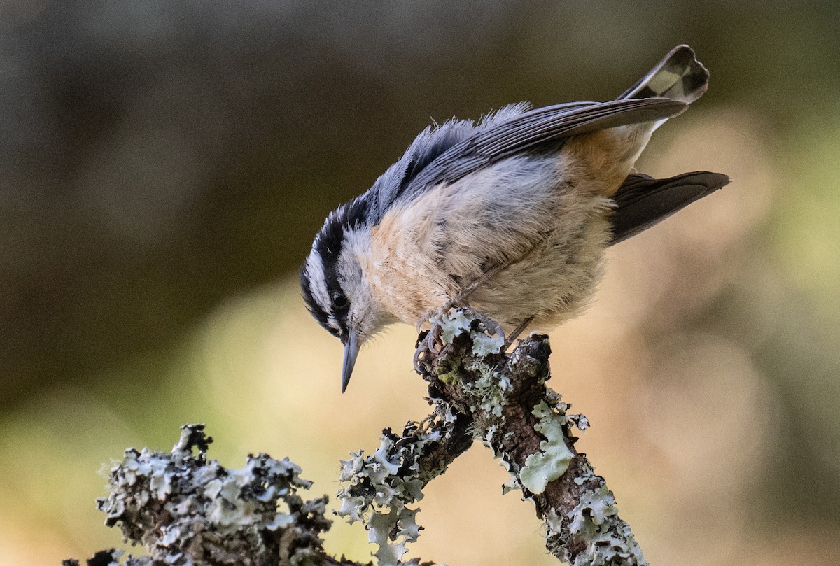 Red-breasted Nuthatch - ML619014013