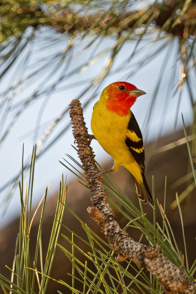 Western Tanager - ML619014061