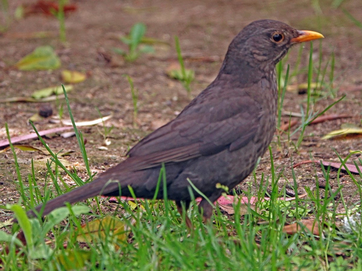 Eurasian Blackbird - ML619014068