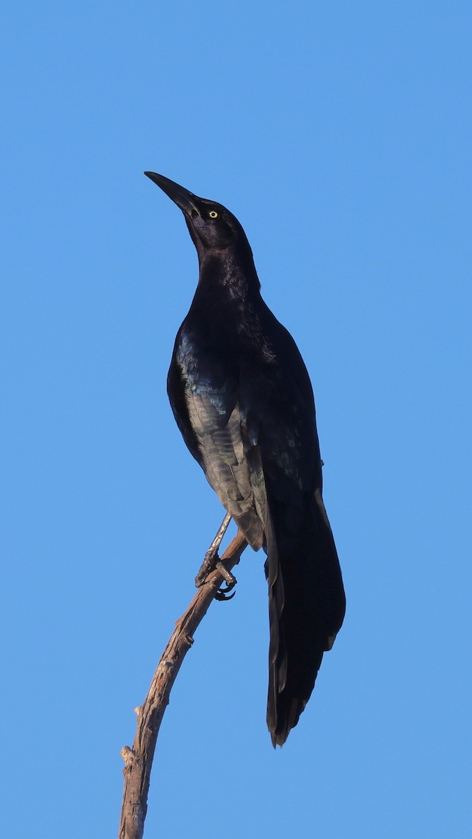 Great-tailed Grackle - ML619014070