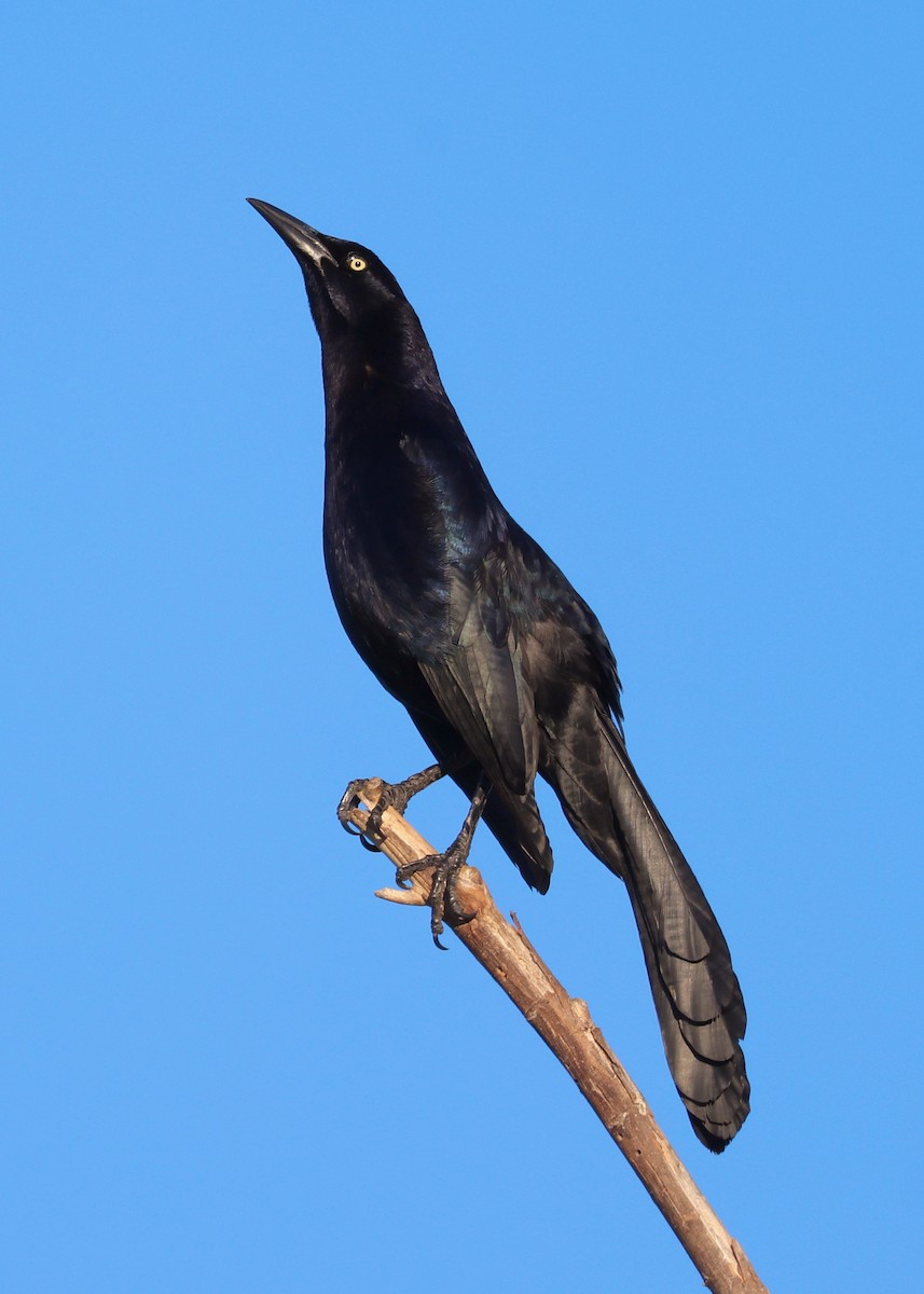 Great-tailed Grackle - ML619014072