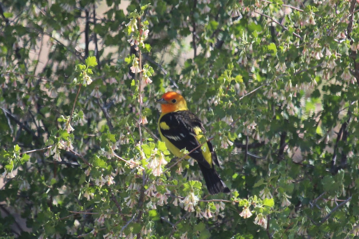 Western Tanager - ML619014088