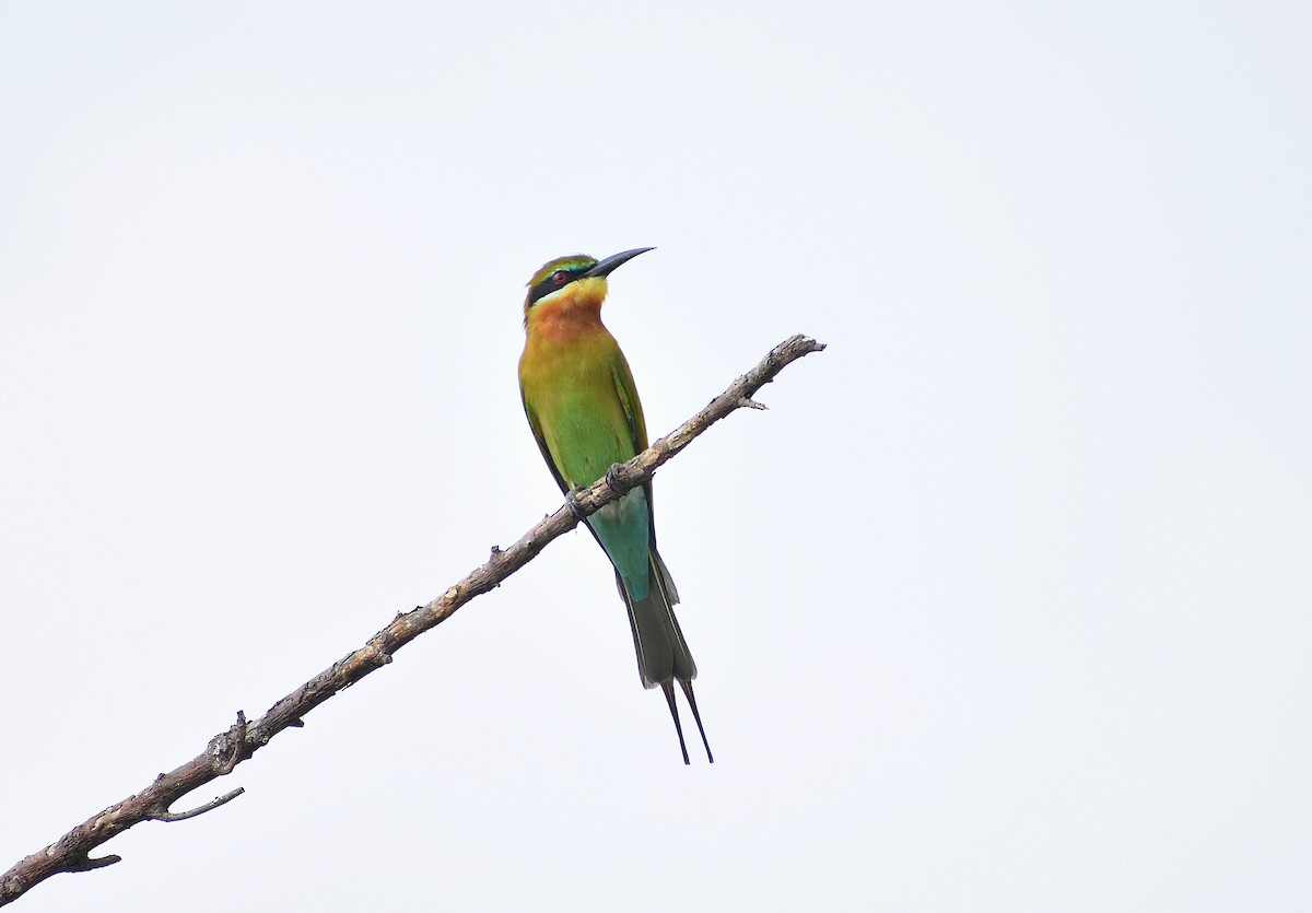 Blue-tailed Bee-eater - ML619014098