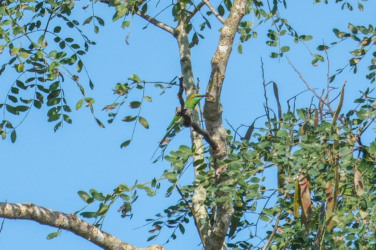 Asian Green Bee-eater - ML619014108