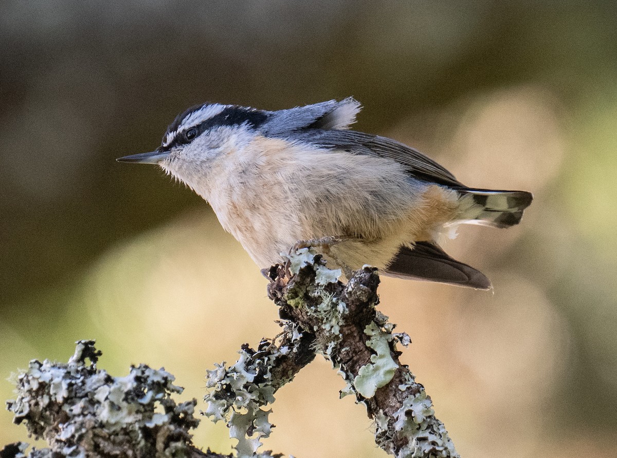 Red-breasted Nuthatch - Colin McGregor