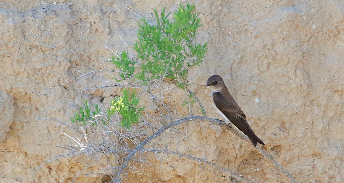 Northern Rough-winged Swallow - Mark  Ludwick