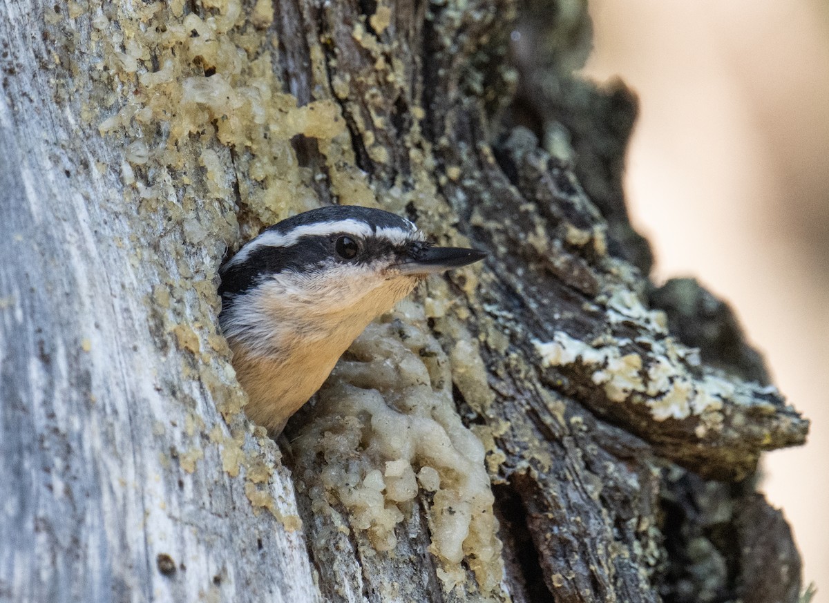Red-breasted Nuthatch - ML619014148