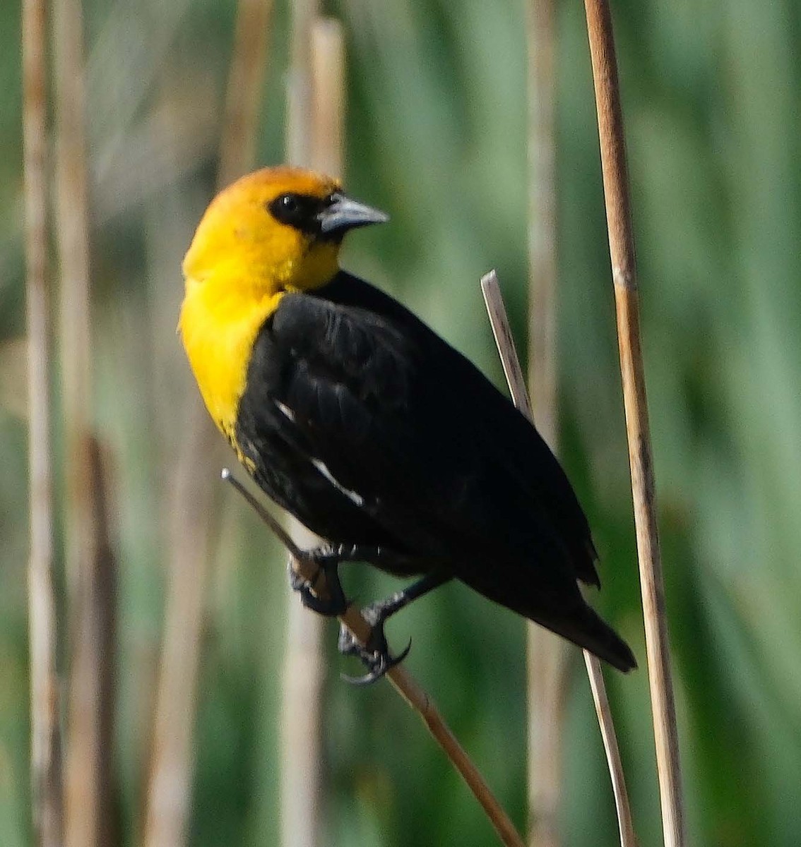 Yellow-headed Blackbird - Lori Bellis